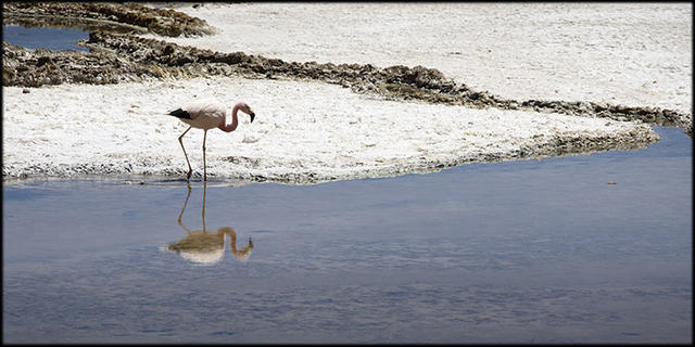 Salar de Jama. Jujuy. Argentina (Aure)