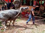 Cándido Barco. Tana Toraja