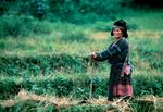 Hmong rojo