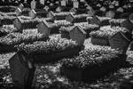 Cementerio ruso en Postdam