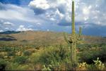 Saguaro N. P. Arizona