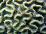 Coral-cerebro.jpg