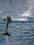 Javier Urkiaga-delfin.jpg