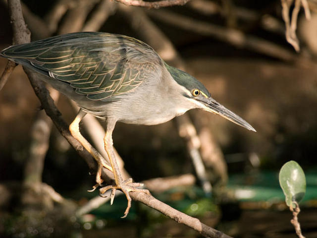 Javier Urkiaga-pajaro1.jpg