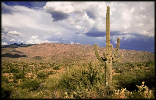 Cándido Barco - Saguaro N. P. Tucson